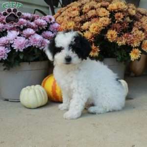 Tyler, Bich-Poo Puppy