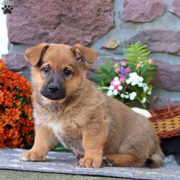 Tyler, German Shepherd Mix Puppy
