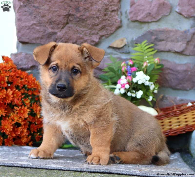 Tyler (Mixed breed, Male) in Honey Brook, PA