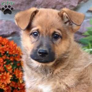 Tyler, German Shepherd Mix Puppy