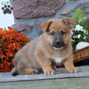 Tyler, German Shepherd Mix Puppy