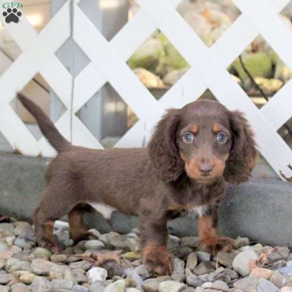 Tyson, Dachshund Puppy