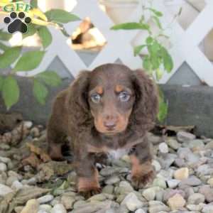 Tyson, Dachshund Puppy