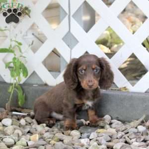 Tyson, Dachshund Puppy