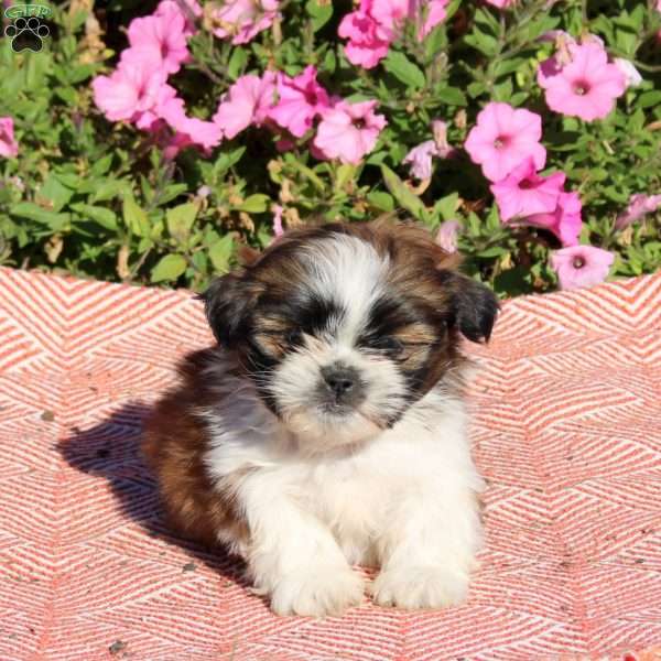 Uno, Shih Tzu Puppy