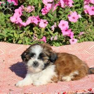 Uno, Shih Tzu Puppy
