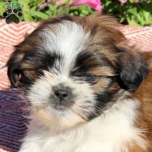 Uno, Shih Tzu Puppy