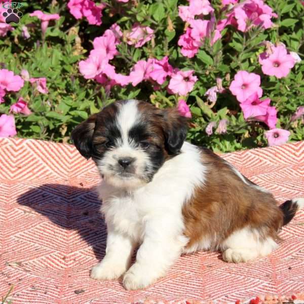 Urban, Shih Tzu Puppy