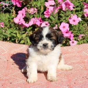 Urban, Shih Tzu Puppy