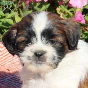 Urban, Shih Tzu Puppy