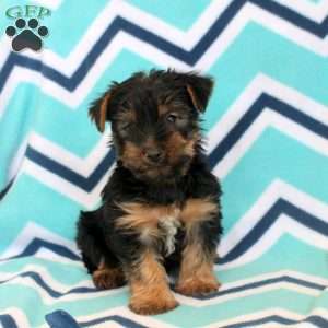 Uriel, Yorkie Puppy
