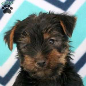 Uriel, Yorkie Puppy