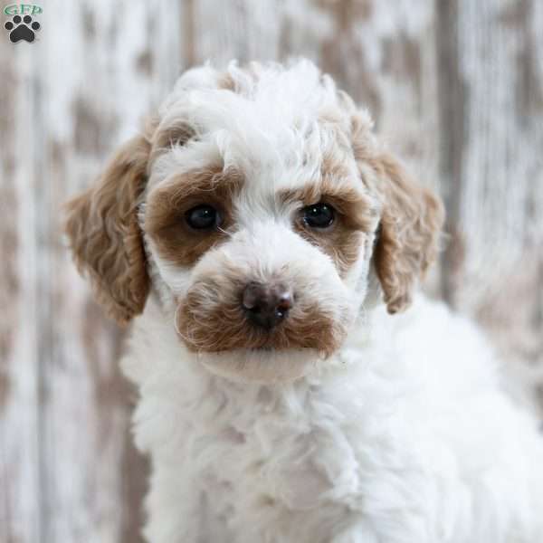 Vail, Mini Labradoodle Puppy