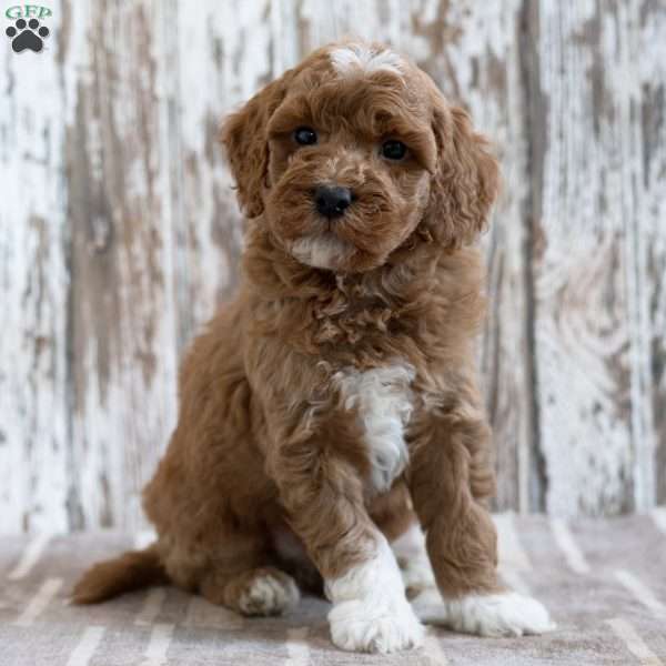 Valdo, Mini Labradoodle Puppy