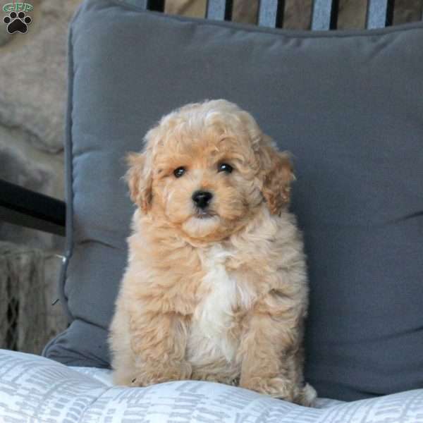 Valentino, Bich-Poo Puppy