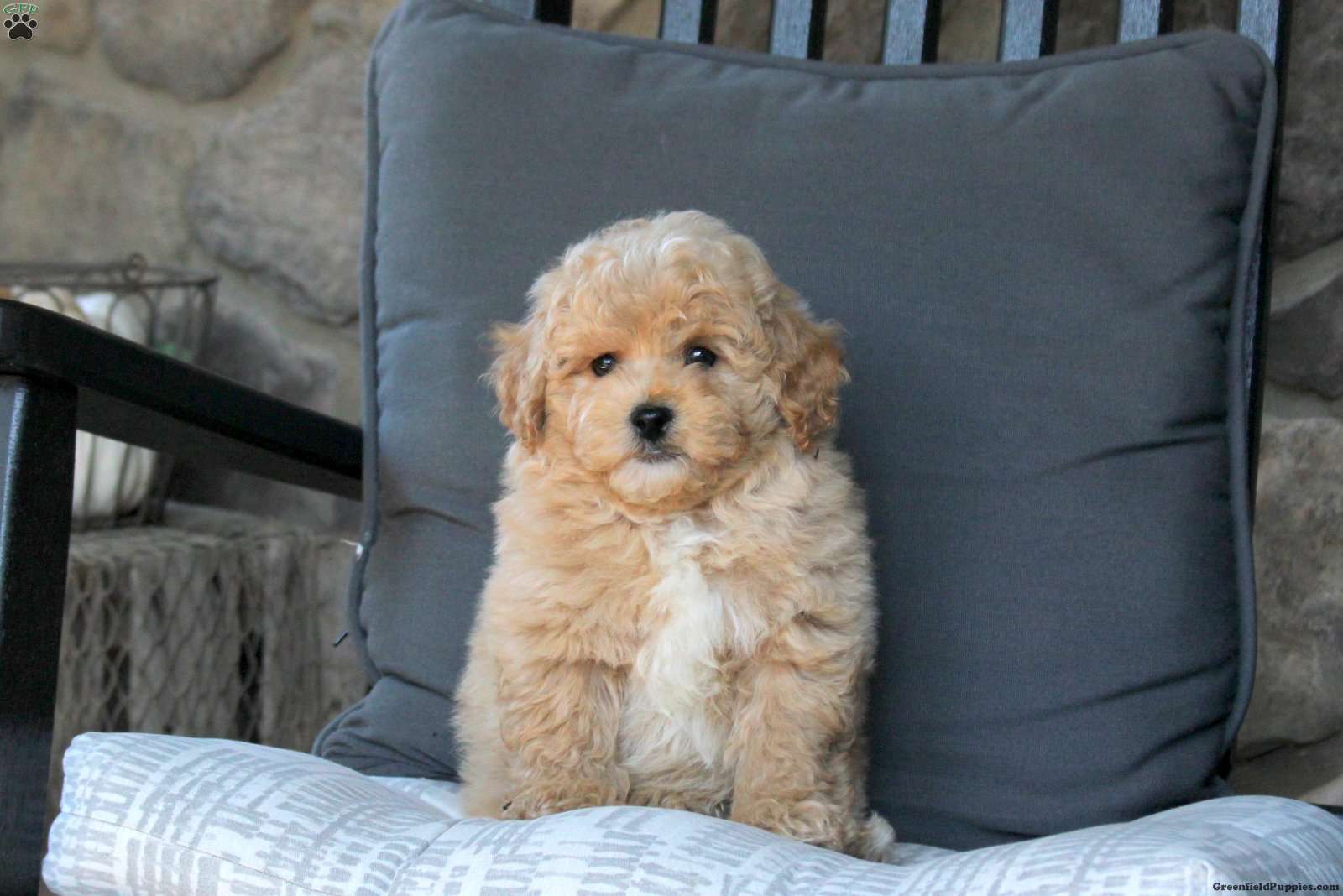 Valentino (Bich-Poo, Male) in Ephrata, PA