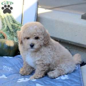 Valentino, Bich-Poo Puppy