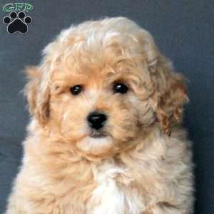 Valentino, Bich-Poo Puppy