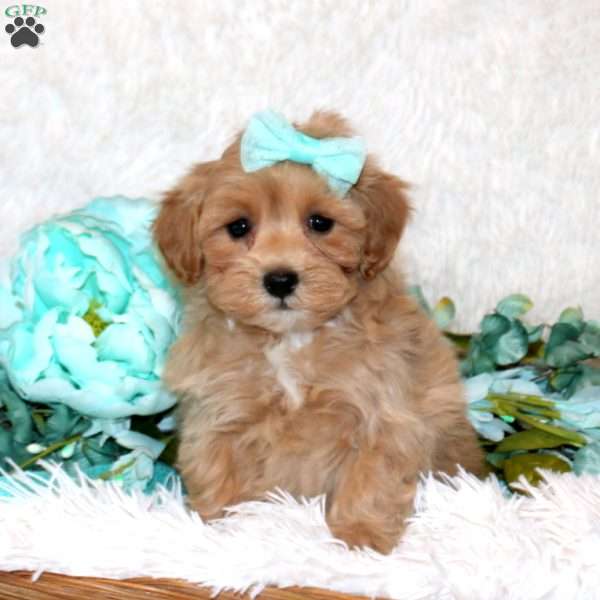 Valerie, Maltipoo Puppy