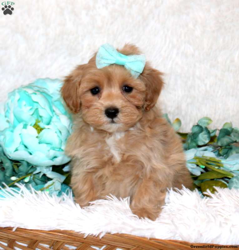Valerie (Maltipoo, Female) in East Earl, PA