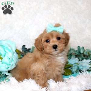 Valerie, Maltipoo Puppy