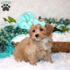 Valerie, Maltipoo Puppy