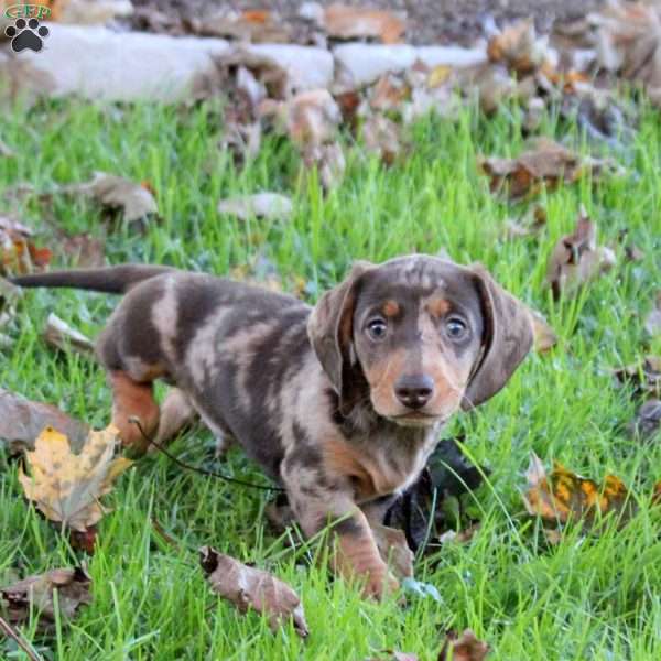 Valor, Dachshund Puppy