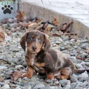 Valor, Dachshund Puppy