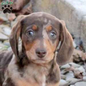 Valor, Dachshund Puppy