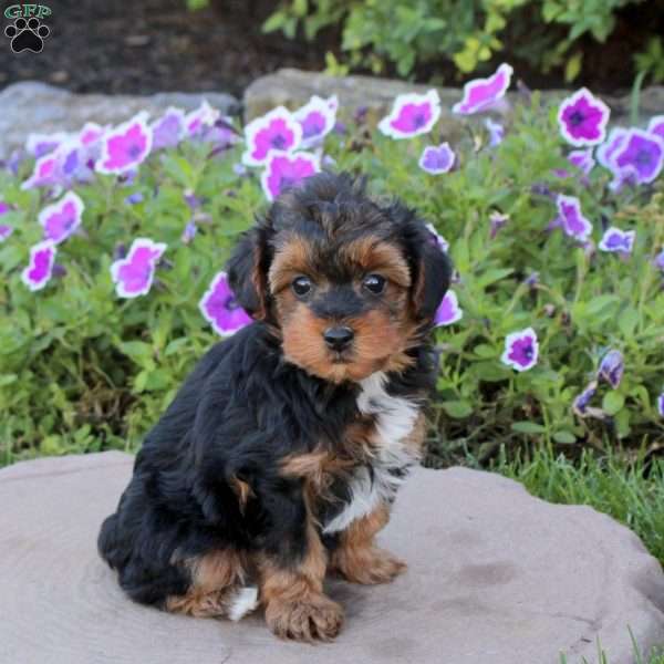 Valorie, Yorkie Poo Puppy