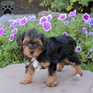 Valorie, Yorkie Poo Puppy