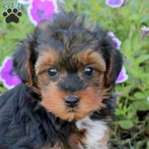 Valorie, Yorkie Poo Puppy