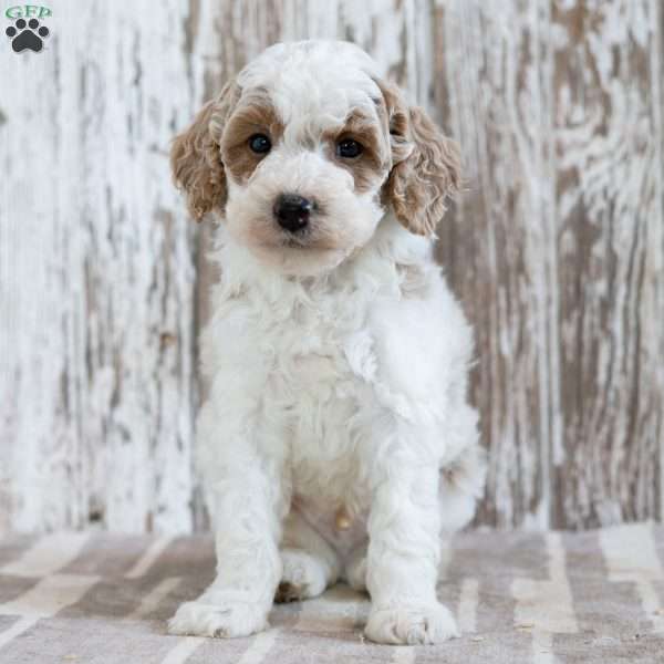 Vance, Mini Labradoodle Puppy