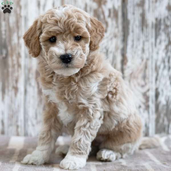 Vandyke, Mini Labradoodle Puppy