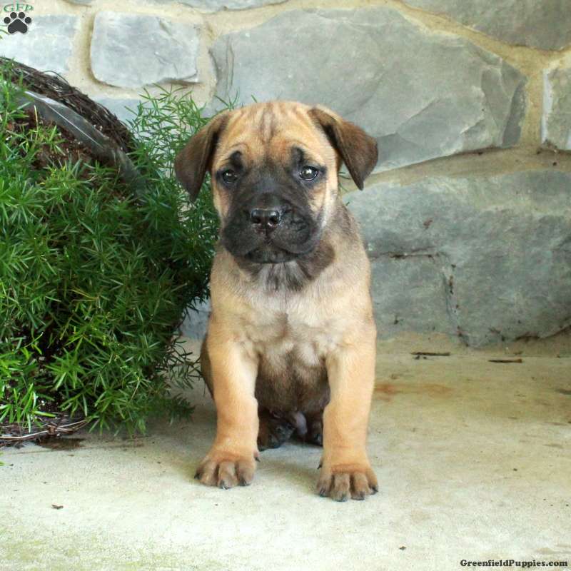 Vann (Cane Corso, Male) in Oxford, PA
