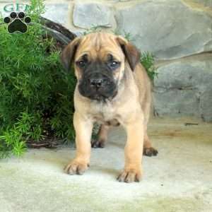 Vann, Cane Corso Puppy