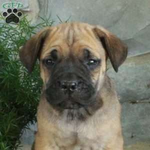 Vann, Cane Corso Puppy