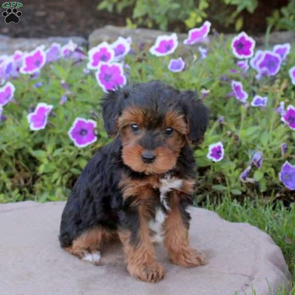 Vanora, Yorkie Poo Puppy