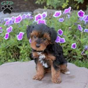 Vanora, Yorkie Poo Puppy