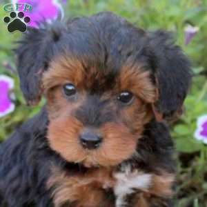 Vanora, Yorkie Poo Puppy