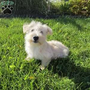 Velma, Scottish Terrier Puppy