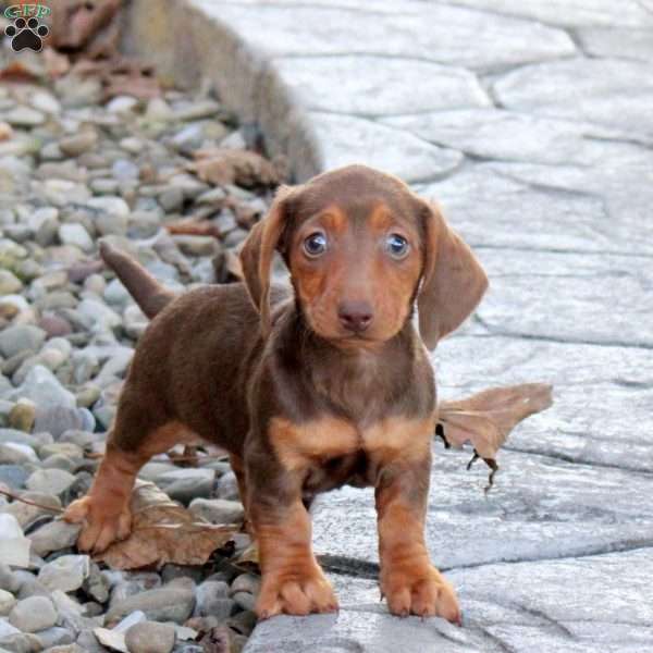 Velvet, Dachshund Puppy