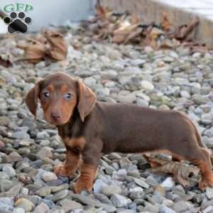 Velvet, Dachshund Puppy