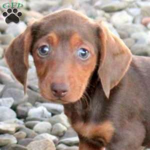 Velvet, Dachshund Puppy