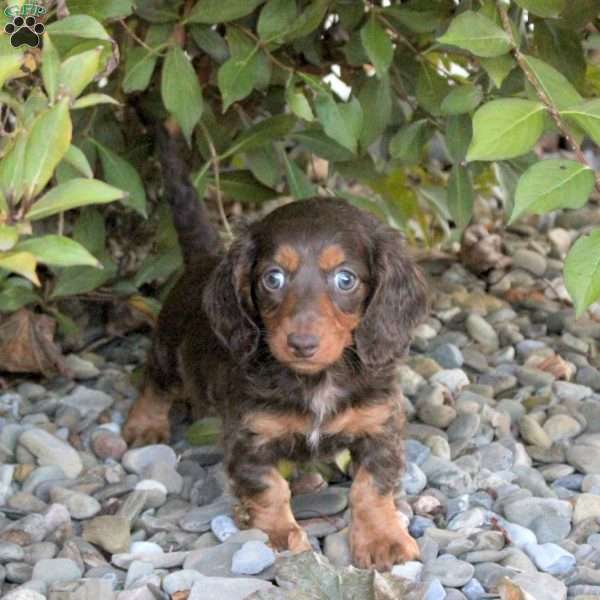 Vera, Dachshund Puppy