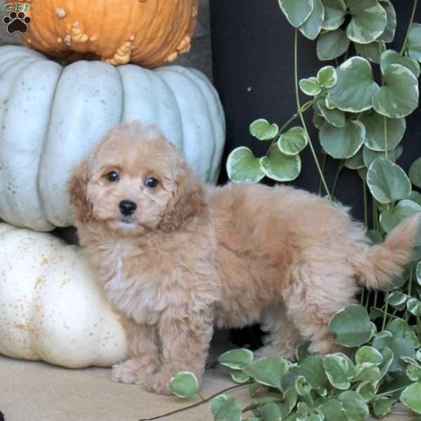 Vera, Bich-Poo Puppy