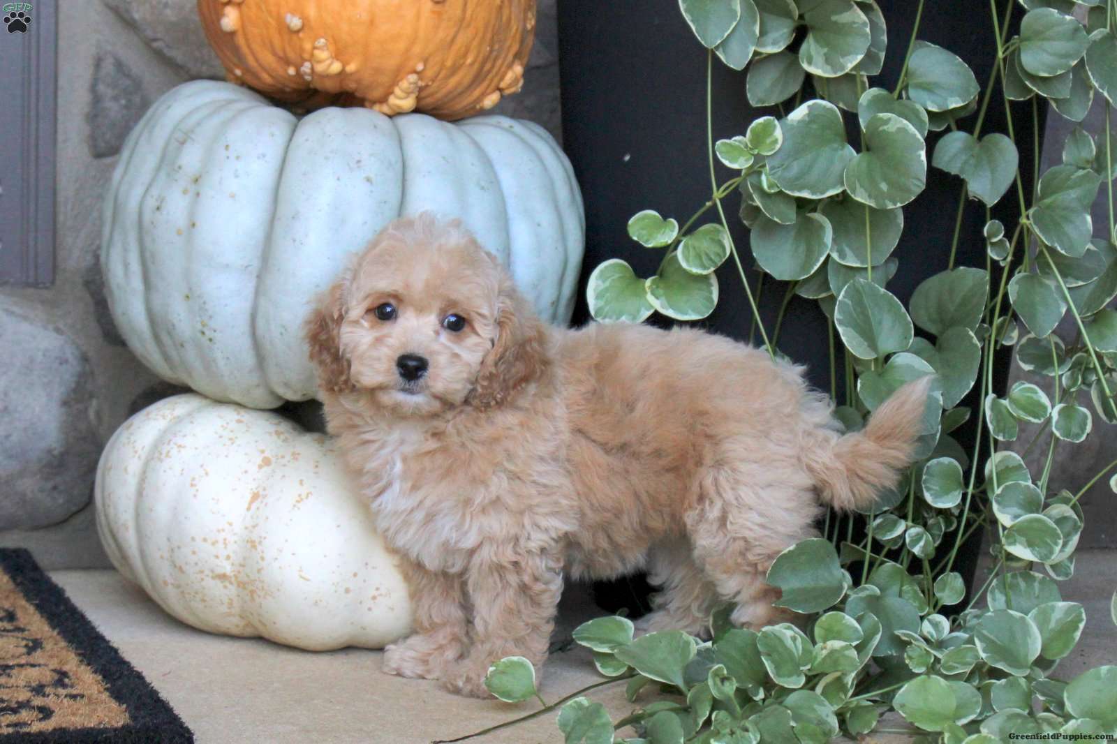 Vera (Bich-Poo, Female) in Ephrata, PA