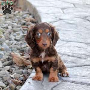 Vera, Dachshund Puppy