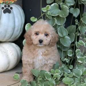 Vera, Bich-Poo Puppy