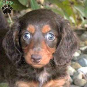 Vera, Dachshund Puppy